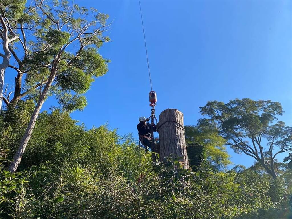 Tree Removal in the Inner West