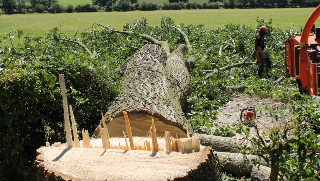 tree removal North Shore