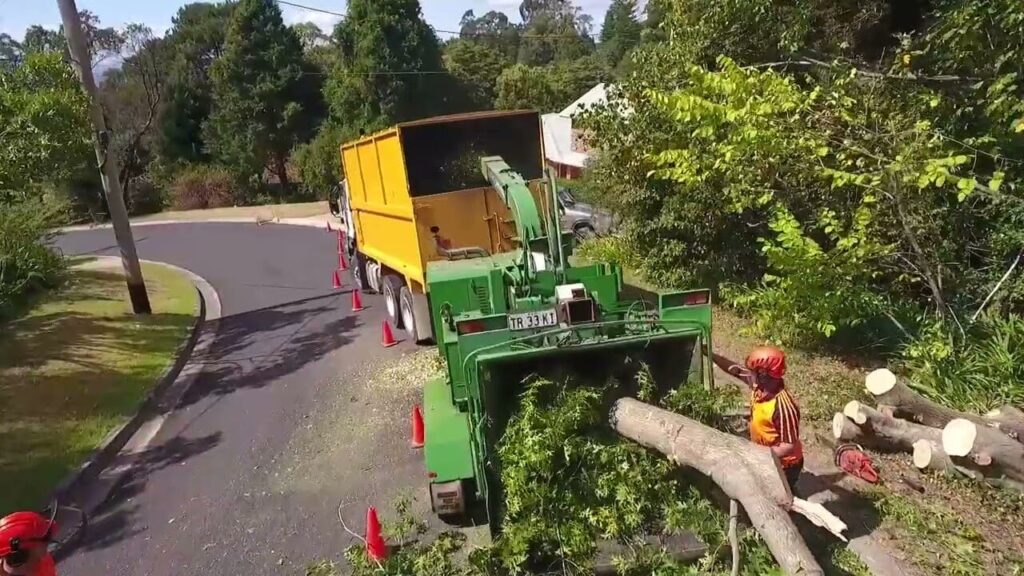 Tree Removal