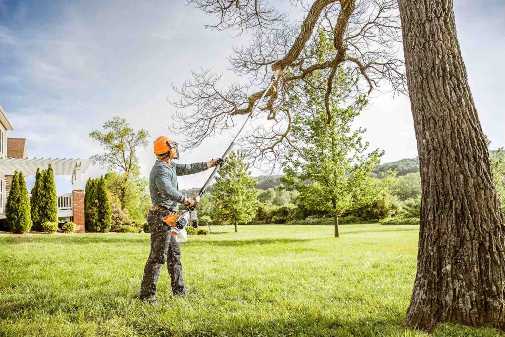 tree removal North Shore