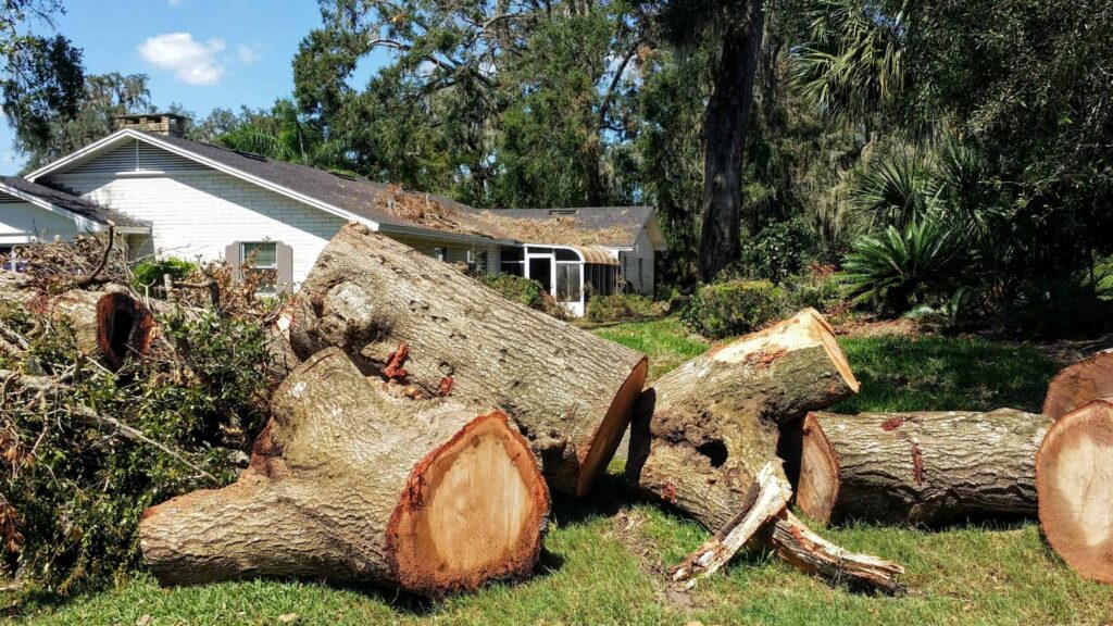 Tree Removal