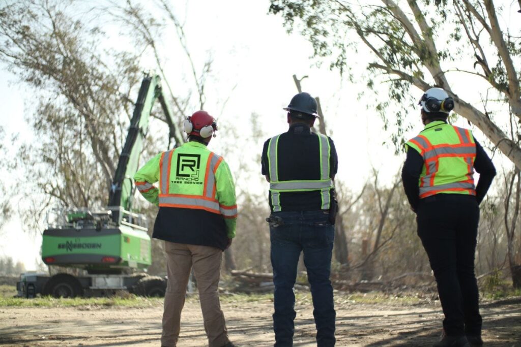 tree pruning service