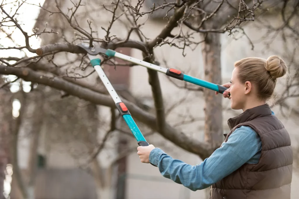 tree pruning service