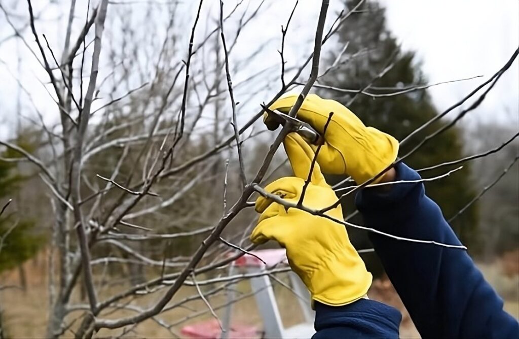 Winter_Tree_Pruning