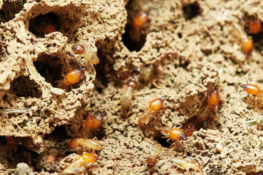 Termite Specialist Sydney