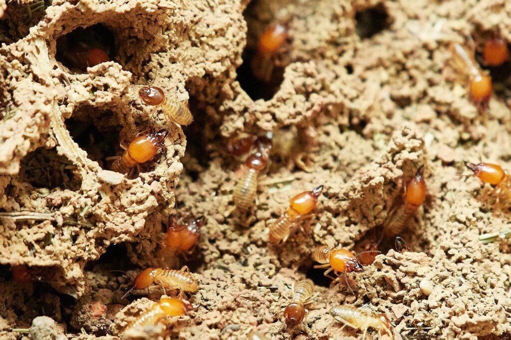Termite Protection Sydney