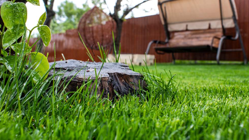 Top 3 Reasons to Hire Residential Hedge Trimming Professionals