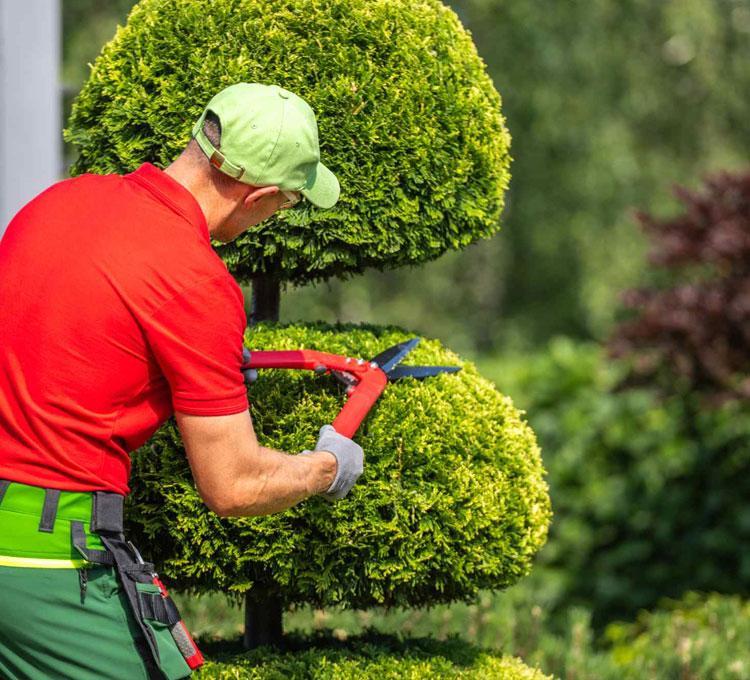 Understanding the Factors That Influence Stump Grinding Cost