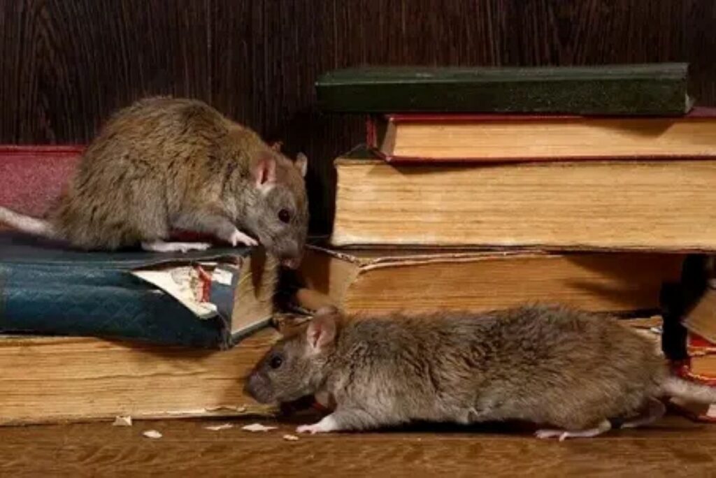 Mouse Control Sydney
