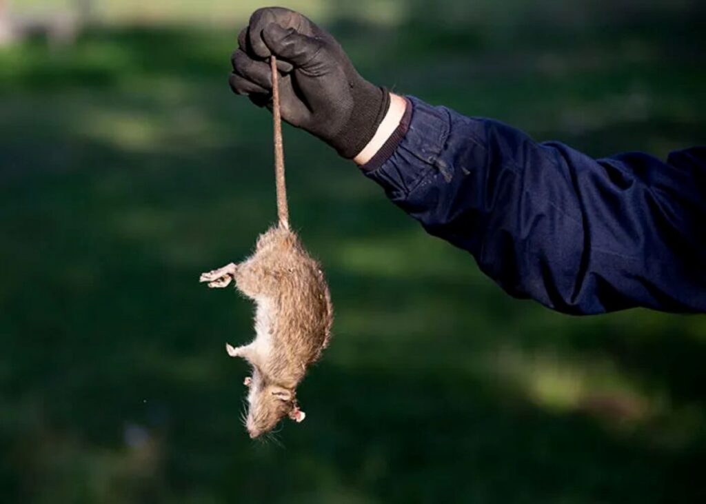 Mouse Control Sydney